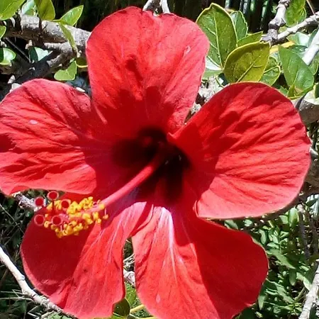 Bed & Breakfast B&B Villa Maria Lipari (Isola Lipari)